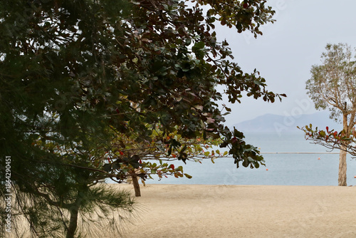 trees on the beach