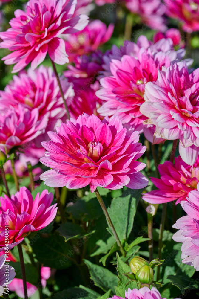 Obraz premium pink dahlia flowers Bluesette in the sun