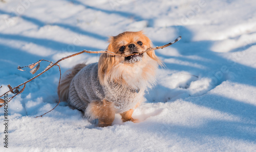Small Dog Wearing Winter Clothes Playing in Snow on a Cold Sunny Day. Concept of pet clothing, dog cold protection, small dog care, winter safety, animal health, cozy lifestyle and responsible pet own