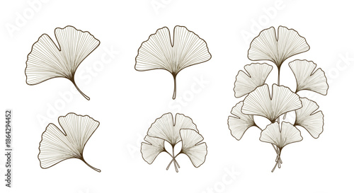 Detailed botanical sketches of ginkgo biloba leaves shown in individual pairs and clusters for natural health design.