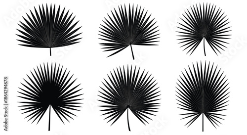 Detailed black silhouettes of various palm fronds for tropical vacation themes, botanical studies, and summer holiday graphic designs.