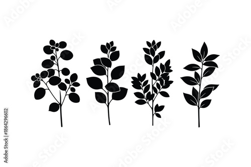Silhouette of four different plant species with various leaf shapes and sizes