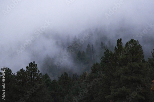 fog in the mountains drifting through trees