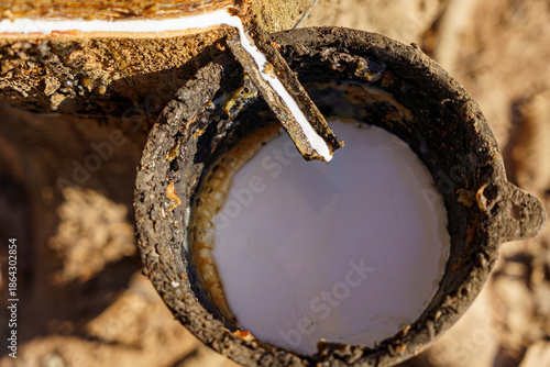 rubber latex dripping from tapped rubber tree