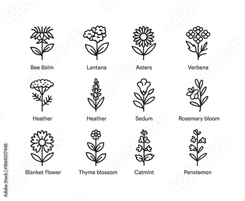 Pollinator Icon Set. Pollinator garden flowers. Line icon set of