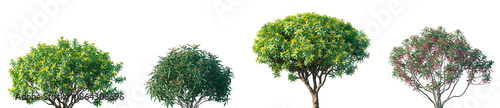 Foto Set of Euphorbia dendroides and Euphorbia mellifera blossoming frontal street tr
