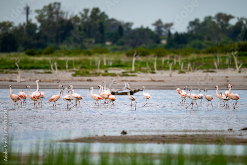 flamingos in the lake