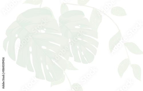 Soft Mint Monstera Leaf Silhouette Botanical Background