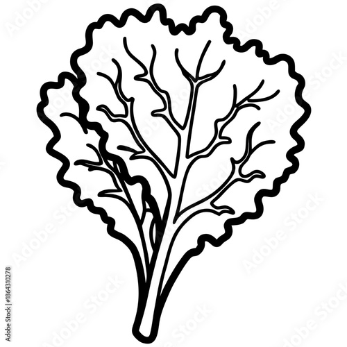 Kale Leaves Freshly Cut Nutritious Greens Isolated