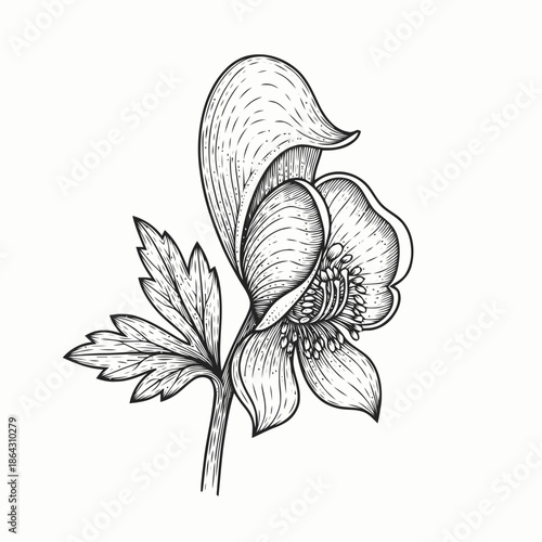 Intricate Hand-Drawn Botanical Flower Illustration with Detailed Leaf and Bloom Design