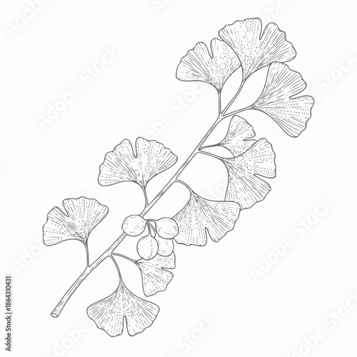 Ginkgo Biloba Branch with Leaves and Fruit Illustration