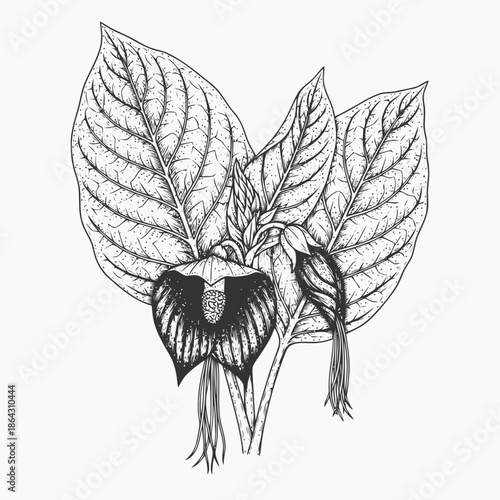 Detailed Botanical Illustration of a Black Bat Flower