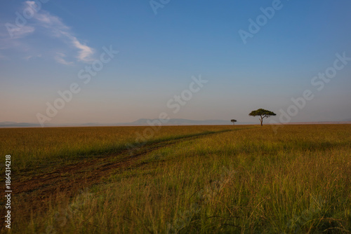 Acacia tree at Masai Mara National Reserve photographing during the day