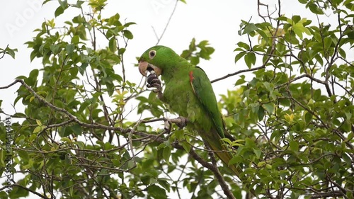 A beautiful parakeet eating jabuticaba fruit on a summer morning in Brazil. Slow motion.