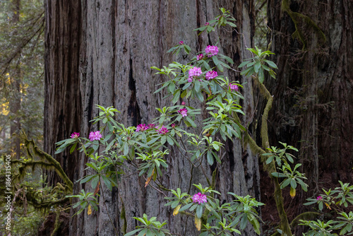 Rhododendron blossoms in front of redwood trees in Redwood National Park