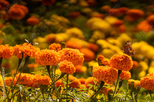 flores de cempasúchil