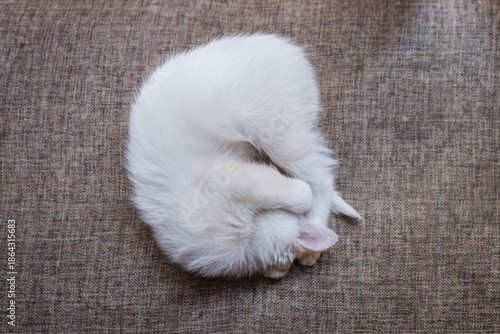 gatito blanco enroscado