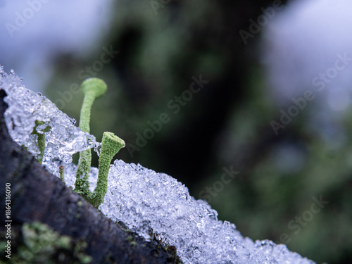 Trompetenflechten im Schnee