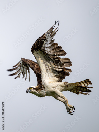 Flying predator