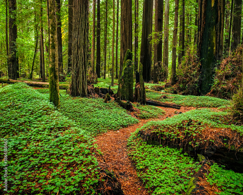 Konstfotografi Redwoods Windy Path.  A windy trail through a Redwood Forest,