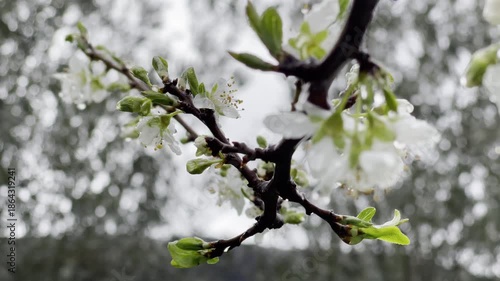 Blooming orchard branch with water drops after rainfall