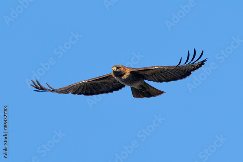 Extremely close view of a red-tailed hawk flying, seen in the wild in  North California