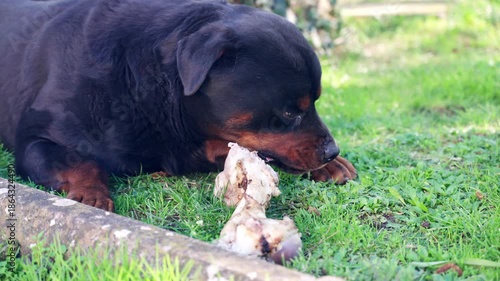Rottweiler dog gnawing large bone lying on green grass in garden