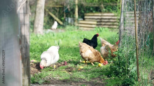 Flock of chickens eating organic vegetable waste near rustic barn