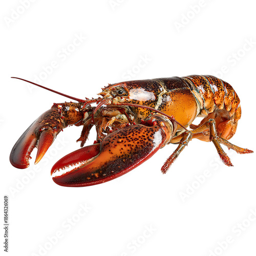 PNG of Close-up of a vibrant red lobster with prominent claws.