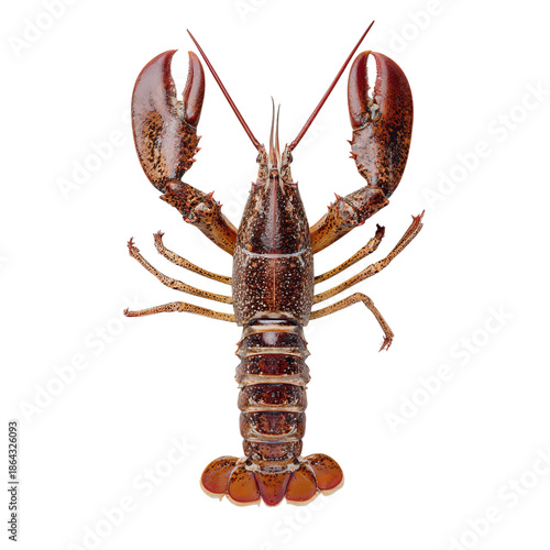 PNG of Freshly caught lobster with vibrant red and dark brown hues, showcasing its impressive claws.