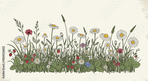 Wildflower meadow illustration featuring daisies pink flowers and wild strawberries in a charming hand drawn garden scene.