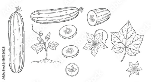 Botanical illustration set of a cucumber plant featuring whole vegetables slices leaves and yellow flowers in detailed line art.