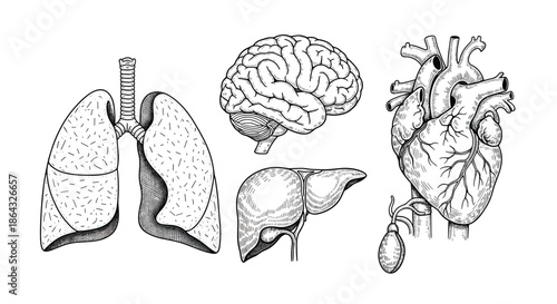 Scientific style line art illustrations of vital human organs including the lungs brain heart and liver for medical educational.