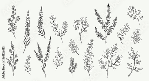 Extensive set of diverse hand drawn botanical stems sprigs and leaf branches in minimalist black ink for design elements.