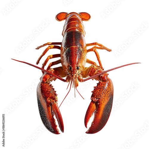 PNG of Vibrant red lobster showcasing its detailed claws and body features.