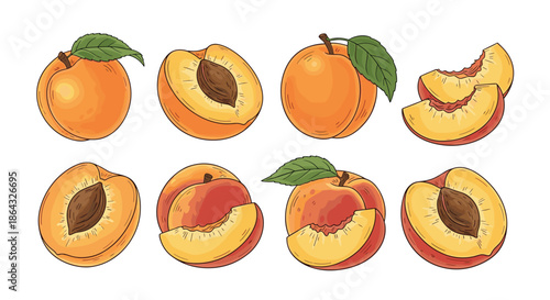 Collection of whole and sliced peaches or apricots with leaves and pits in a detailed hand drawn style for fruit themes.
