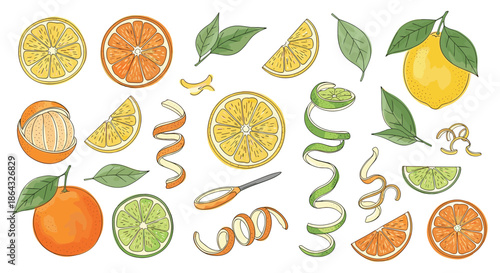 Comprehensive collection of various citrus fruits including oranges lemons limes and grapefruit with slices peels and leaves.