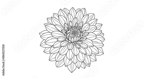 Beautiful and detailed sketch of a blooming dahlia flower showcasing intricate petals in a classic black and white hand drawn illustration.