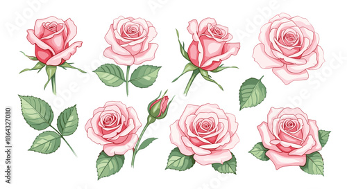 Set of delicate pink roses at different stages of bloom with green leaves rendered in a beautiful hand drawn colored illustration style.