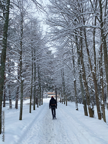 Winter landscape. An unrecognizable man, seen from behind, walks along a snowy road along an alley. Snowfall, winter road.