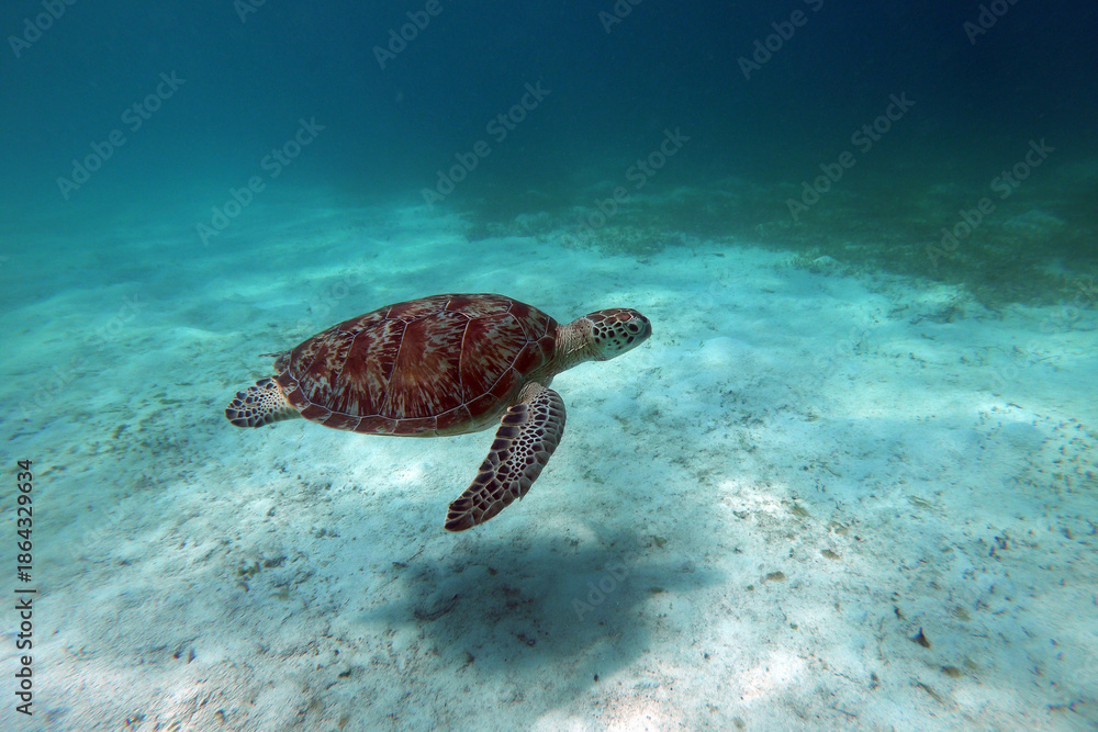 Fototapeta premium Green Sea Turtle underwater in Kisite-Mpunguti Marine National Park in Kenya 