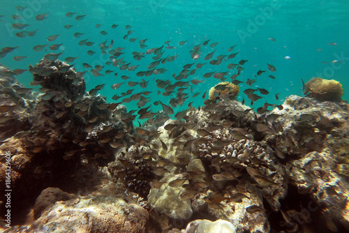 Dusky sweeper shoal in Kisite-Mpunguti Marine National Park in Kenya
