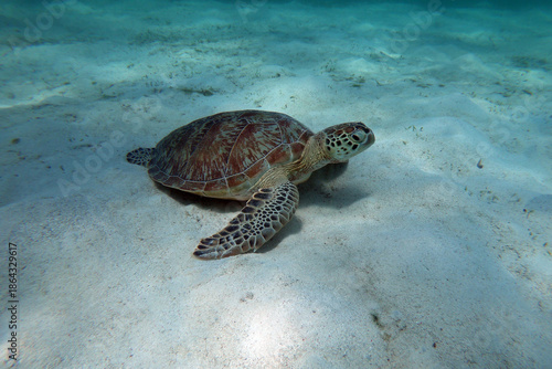 Green Sea Turtle underwater in Kisite-Mpunguti Marine National Park in Kenya
