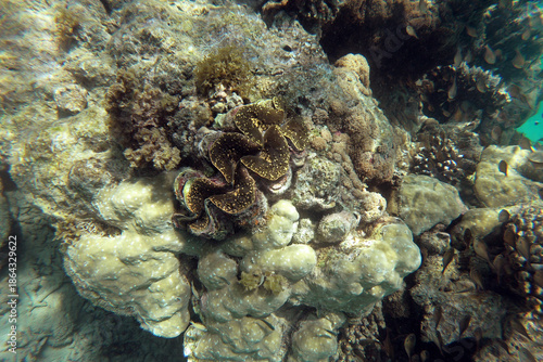 Giant clam in Kisite-Mpunguti Marine National Park in Kenya