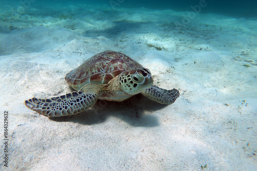 Green Sea Turtle underwater in Kisite-Mpunguti Marine National Park in Kenya
