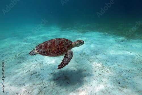 Green Sea Turtle underwater in Kisite-Mpunguti Marine National Park in Kenya
