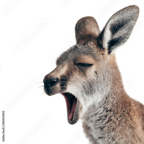 PNG of A yawning kangaroo displaying its playful and relaxed nature.