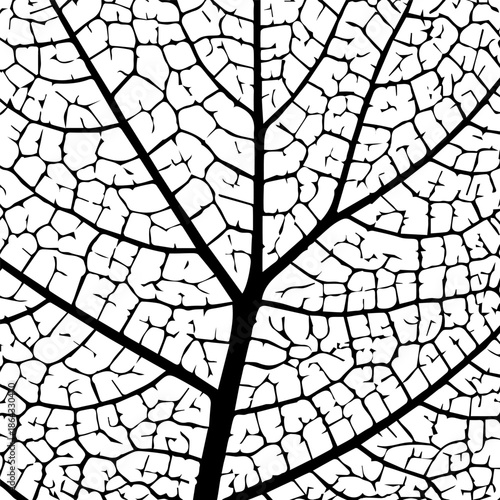 Leaf vein texture. Skeleton leafs pattern. Plant structure. Cells veins leaves. Green tree leave. Black detailed cell isolated on white background. Abstract nature line close-up. Illustration vector