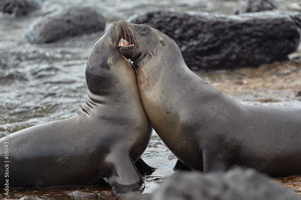 Obraz premium Galápagos Locals. A typical afternoon on San Cristóbal Island. These playful sea lions are never shy about sharing their home with those who visit.