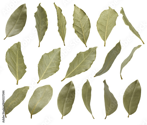 whole dry bay leaves isolated on white background